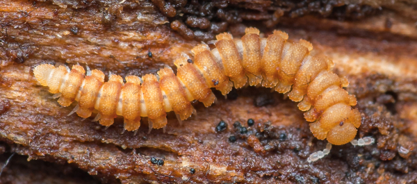 Asphalidesmus parvus