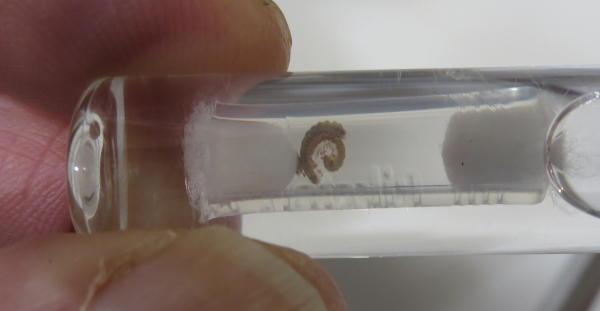 2 thipsels in tube
