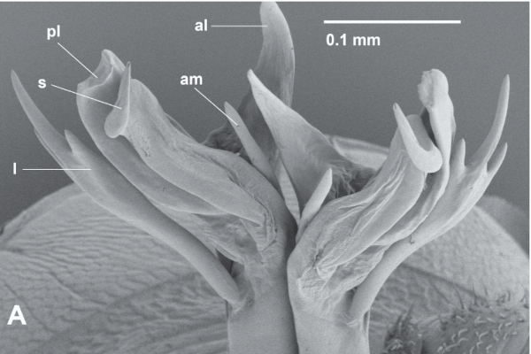Vic Polydactylogonus gonopods