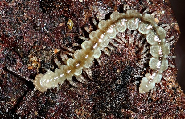 iNaturalist thipsel 1