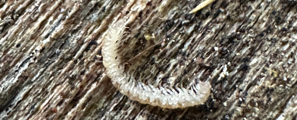 iNaturalist thipsel 2