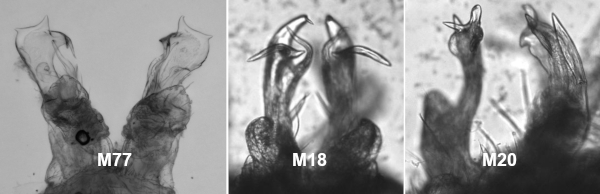 M77, M18, M20 gonopods